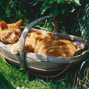 Meet your Posher, Robin